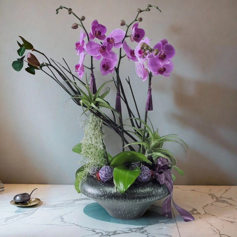 格蘭花店 - 馬卡龍大花蝴蝶蘭3棵 GF00171 - 盆栽/植栽 - 植物．花 