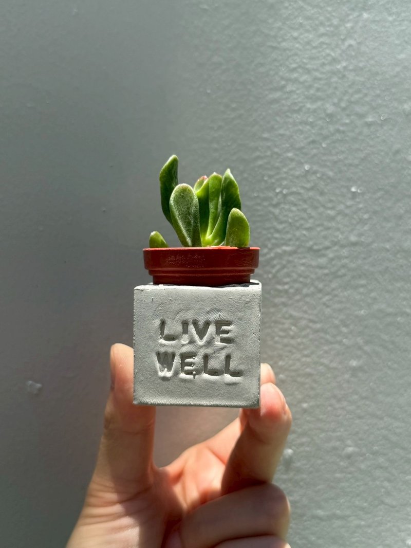 Live Well(活得精采)~!多肉磁鐵盆栽 - 盆栽/植栽 - 水泥 灰色