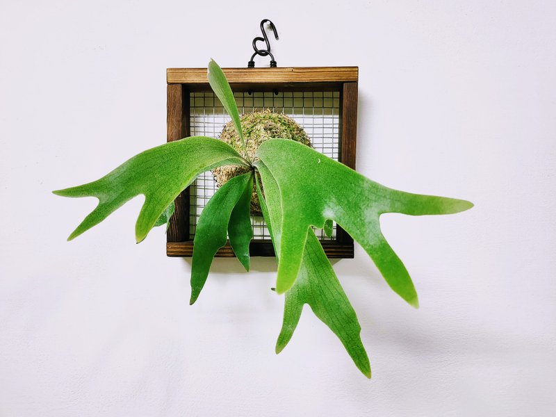 二歧鹿角蕨 - 盆栽/植栽 - 植物．花 綠色