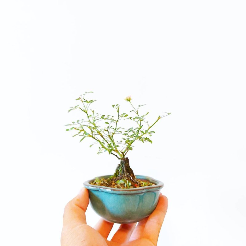 小品盆栽・須惠姬月季・姫バラ - 盆栽/植栽 - 植物．花 