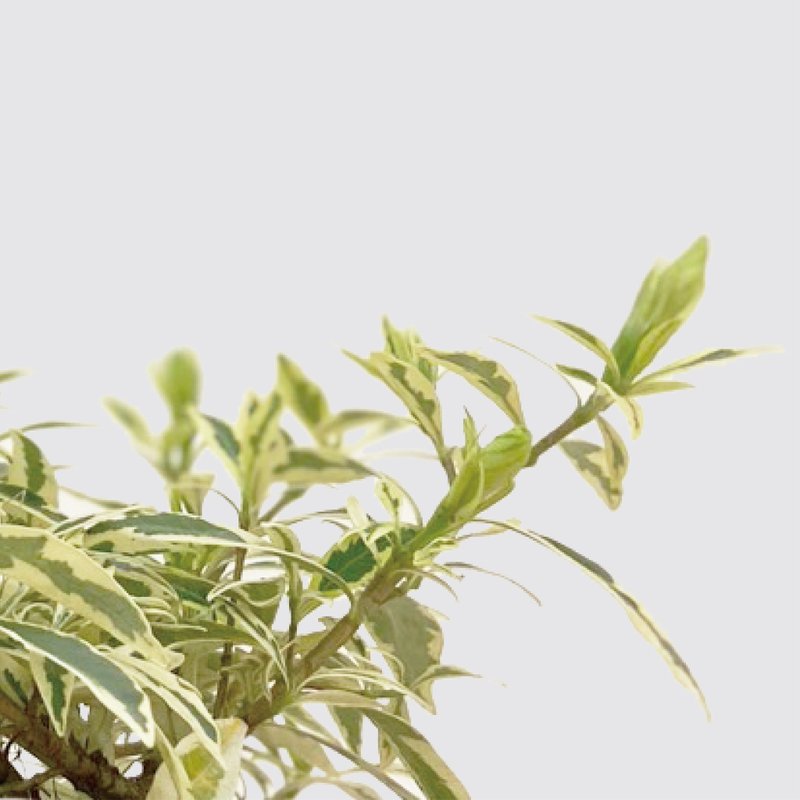 │ 方盆系列 │斑葉梔子花 - 開花花香 斑葉 水耕植物 室內盆栽 - 植栽/盆栽 - 植物．花 