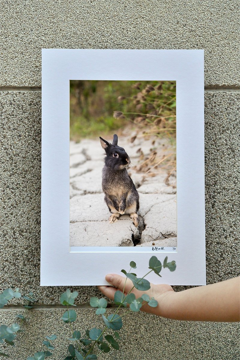 限量兔子攝影藝術原作 - 自信 - 裝飾/擺設  - 紙 卡其色