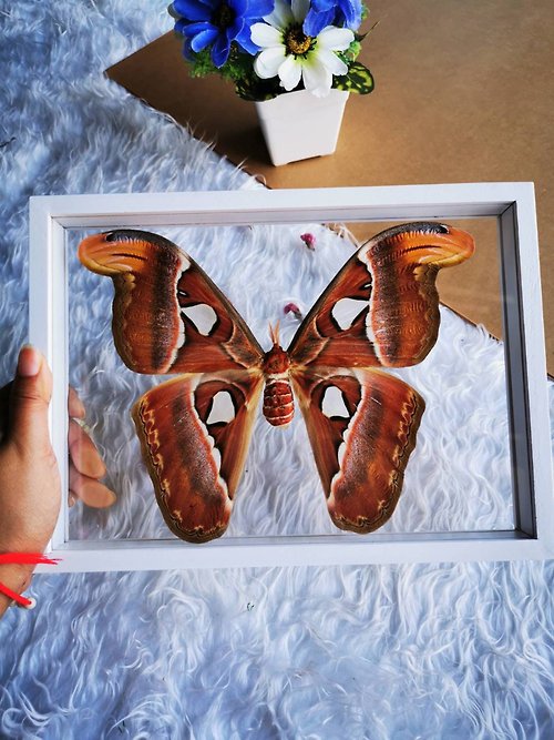 cococollection Set Atlas Moth F Butterfly Insect Taxidermy Double Acrylic Glass White Frame