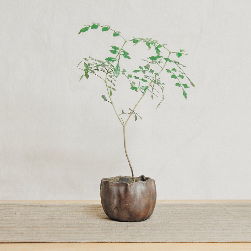 手作り陶器の薪。光木ロウ鉢植えギフト - 観葉植物 - 陶器 ブラウン