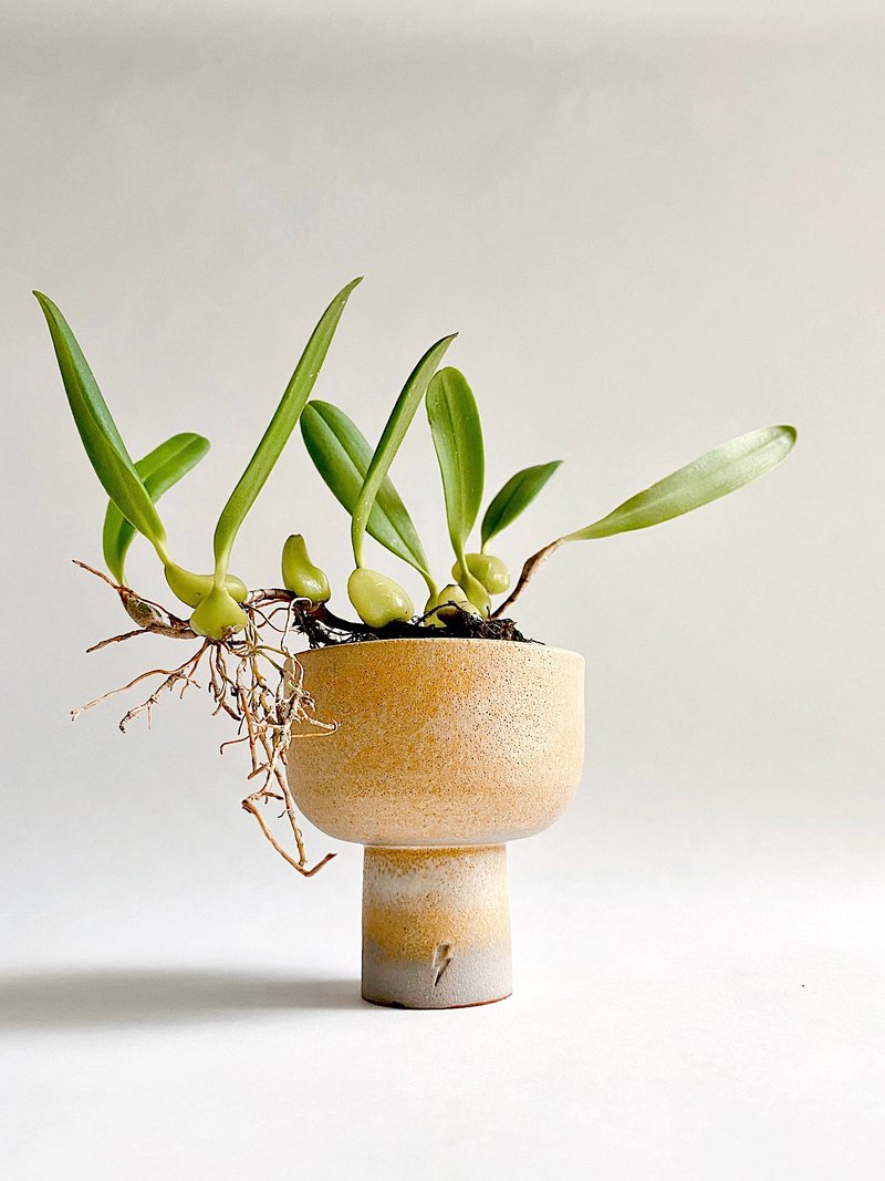 Black Caterpillar Bean Orchid and Yellow Glazed Tall Bowl - Plants - Pottery Yellow