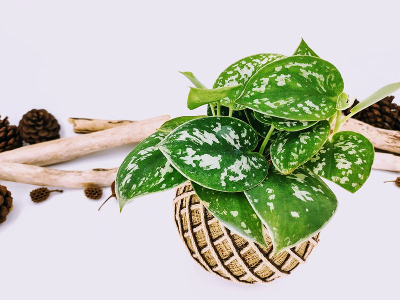 銀斑葛苔球│板植│室內植物│窗邊植物│觀葉植物 - 盆栽/植栽 - 植物．花 銀色