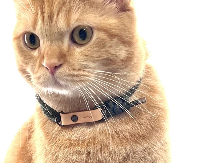 Cat collar that translates meows best sale