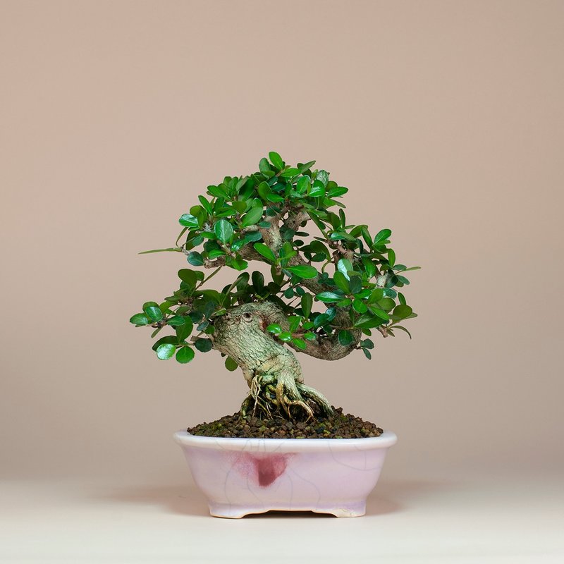 [Flowers and Fruits Plants] Small-leaved Niugang thorn bonsai home decoration - Plants - Plants & Flowers 