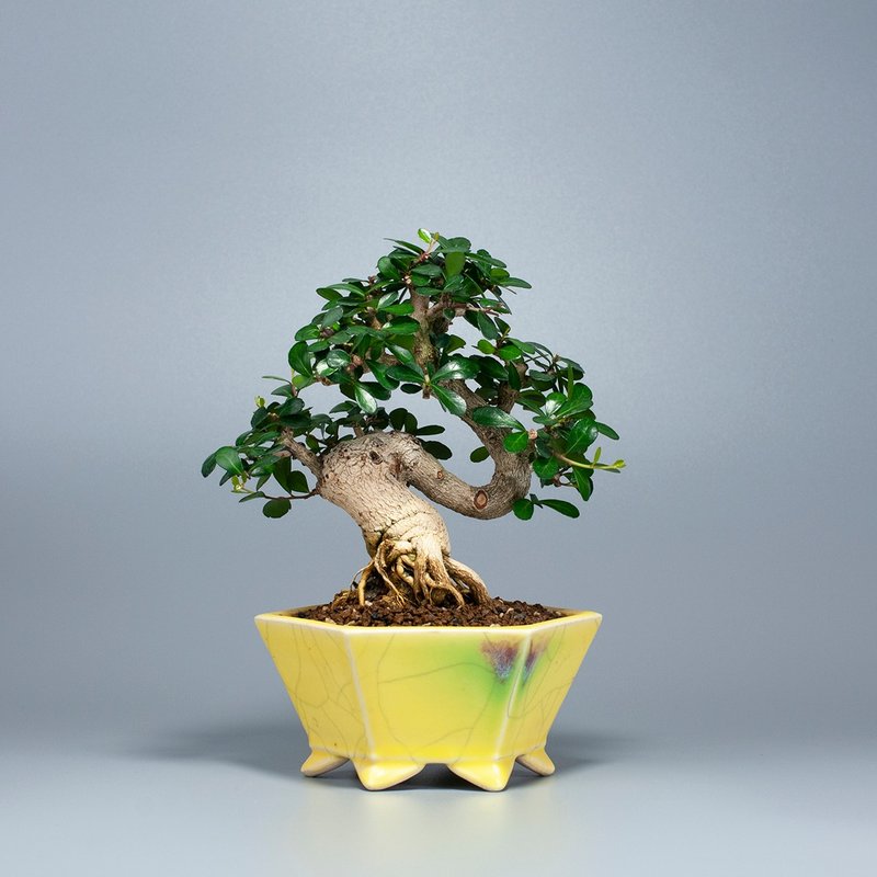 【花果植物】小葉牛港刺 小品盆景 居家擺設 - 盆栽/植栽 - 植物．花 