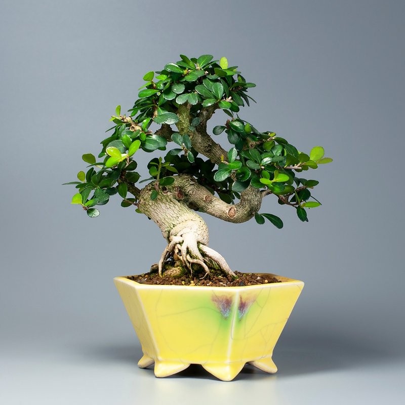 【花果植物】小葉牛港刺 小品盆景 居家擺設 - 盆栽/植栽 - 植物．花 