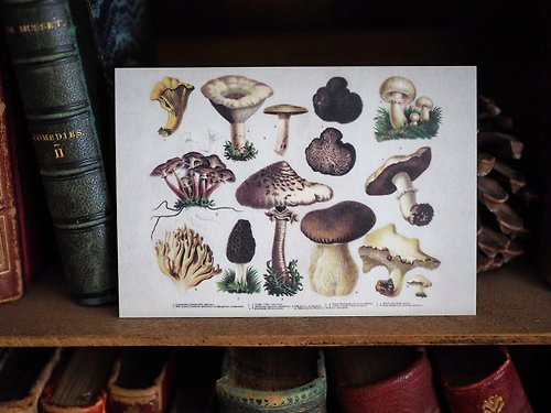 Reborn Antique 古董雜貨鋪 1900年英國植物/蕈菇類圖鑑系列 復刻版明信片 F款