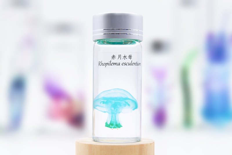 Transparent Biological Specimen - Rhopilema esculentum (Large) - ของวางตกแต่ง - แก้ว 