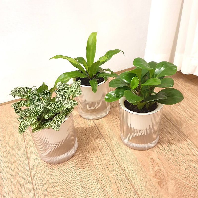 貓咪友善植物 三盆植物組合 - 植栽/盆栽 - 塑膠 綠色