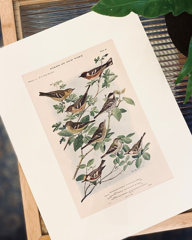 1914 Ornithological Illustrated Book - Color Lithograph of Birds of New York - American Warbler Flock - Louis Fuertes - โปสเตอร์ - กระดาษ สีนำ้ตาล