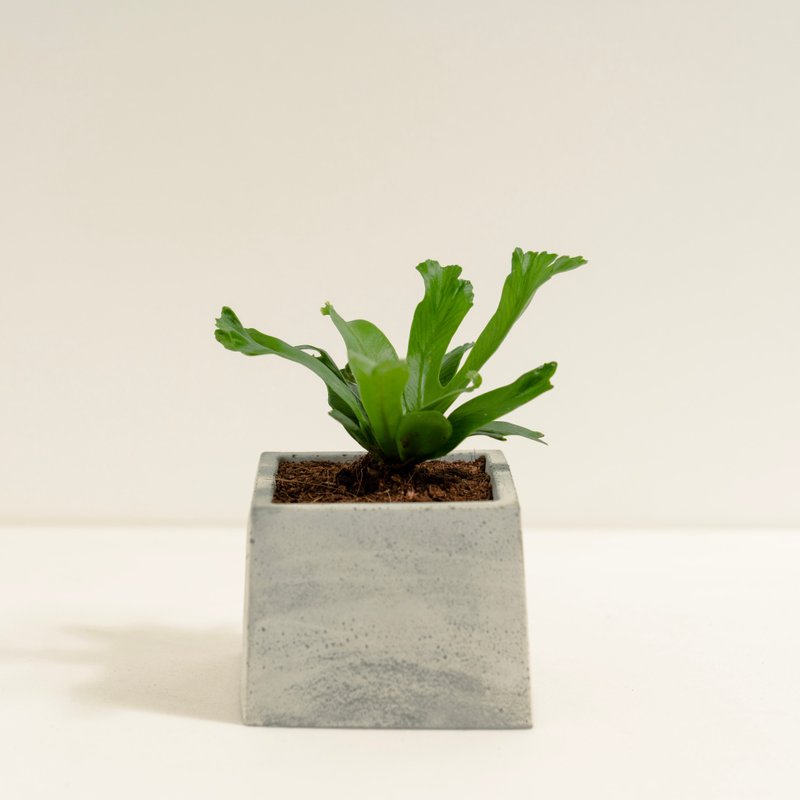 鹿角山蘇│泥作系列│福所栽 - 盆栽/植栽 - 水泥 綠色
