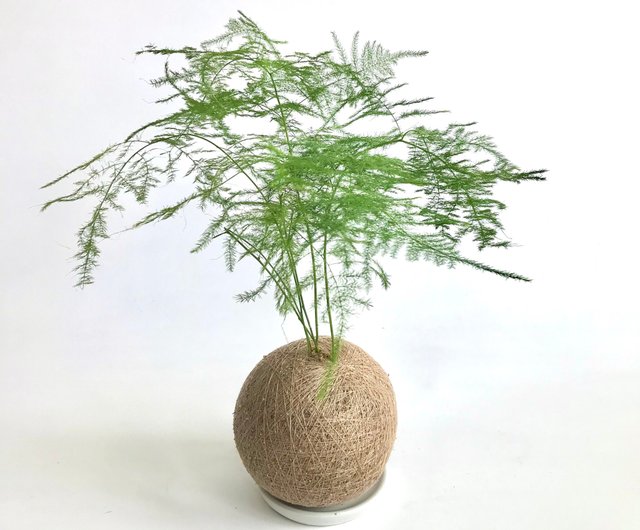 アスパラガス手作り植栽モスボール ショップ Friendrabbit 観葉植物 Pinkoi アスパラガス手作り植栽モスボール ショップ Friendrabbit 観葉植物 Pinkoi