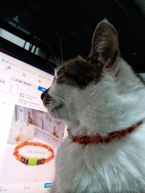 HK-Accessories 波蘭金琥珀防蚤寵物頸帶 ( Baltic Amber Collar For Cats )