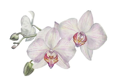 Inspiration Flower orchid watercolor