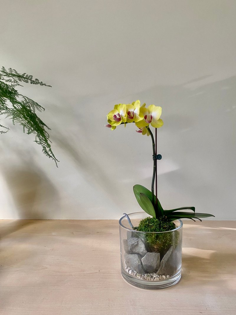 放慢生活 | 山嵐野趣苔球 - 植栽/花藝 - 植物．花 