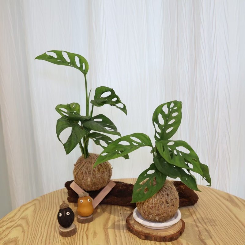 |洞洞蔓綠絨、穿孔龜背芋苔球| 贈送塑膠底座 / 植男人紳 - 植栽/盆栽 - 植物．花 綠色