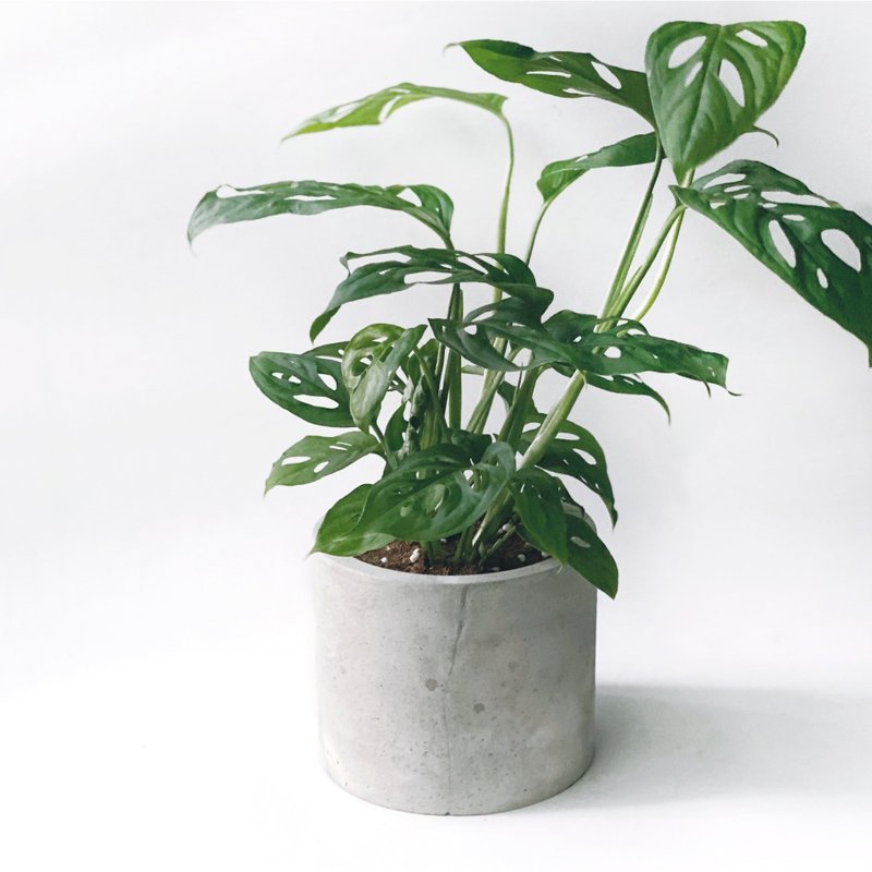 (Pre-Order) Pure Grey Series | Window Hole Turtle Back Taro Cave Philodendron Four-Inch Large Round Pot Cement Planting - ตกแต่งต้นไม้ - พืช/ดอกไม้ สีเทา