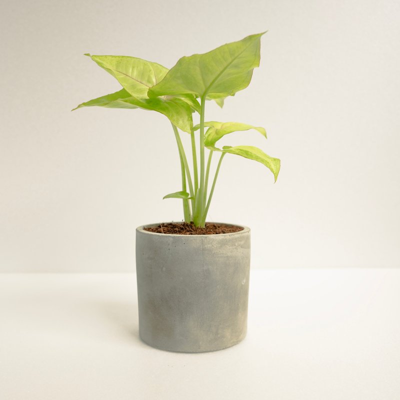 金玉合果芋│泥作系列│福所栽 - 盆栽/植栽 - 水泥 黃色