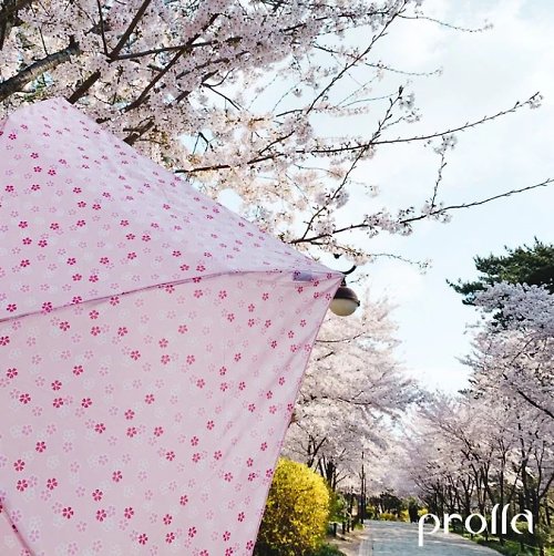 Prolla 保羅拉精品雨傘 日本日系櫻花 極細鋼筆傘 輕量手開折疊傘 抗UV防風晴雨傘