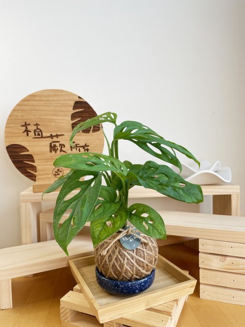 植蕨所在 水苔球植物設計館 洞洞蔓綠絨 水苔球 觀葉植物 室內植物 居家擺設