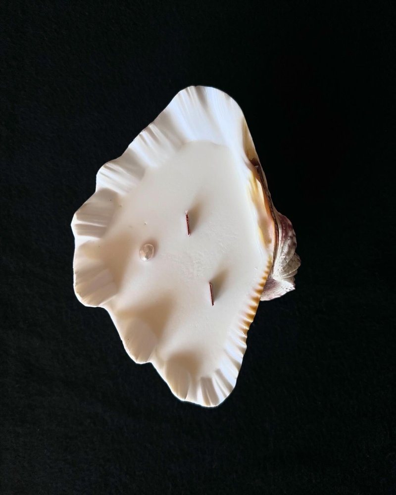 About Xiaosan’s San Diego shell candle-23 - Fragrances - Shell White