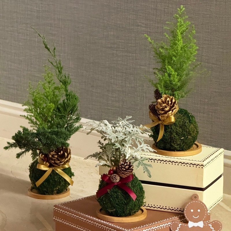 Christmas Limited Edition | Moss Balls/Christmas Trees/Planting/Exchange Gifts - Plants - Plants & Flowers 