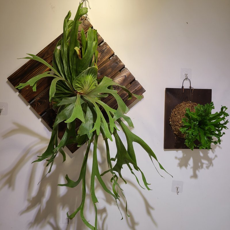 超大鹿角蕨    開店賀禮 新居落成 質感超好 居家小雨林 - 植栽/盆栽 - 植物．花 綠色