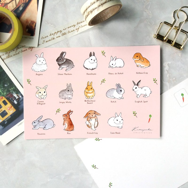 兔兔品種明信片 - 心意卡/卡片 - 紙 粉紅色