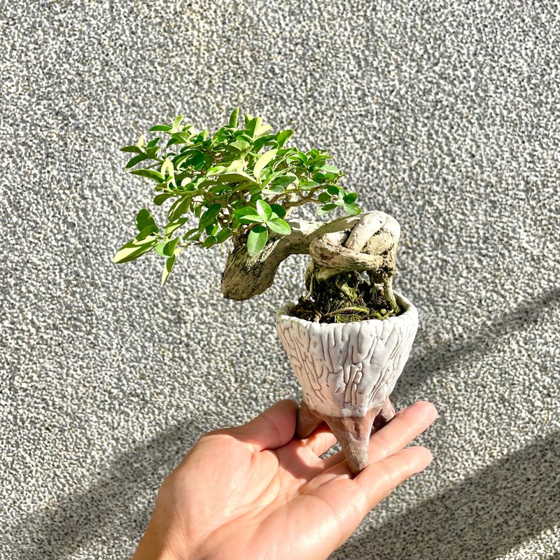 紅千鳥もみじ 小品盆栽 30|盆栽 紅千鳥もみじ 小品盆栽 30|盆栽