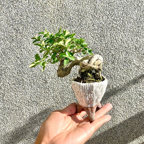 野趣小品盆栽 Rustic Charm Bonsai 小品盆栽-米葉壽娘子 盆景