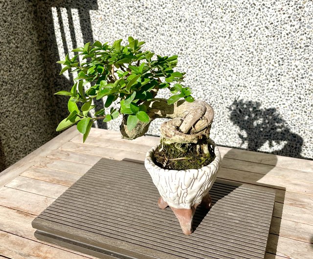 小品盆栽-米葉壽娘子盆景野趣小品盆栽Rustic Charm Bonsai｜盆栽
