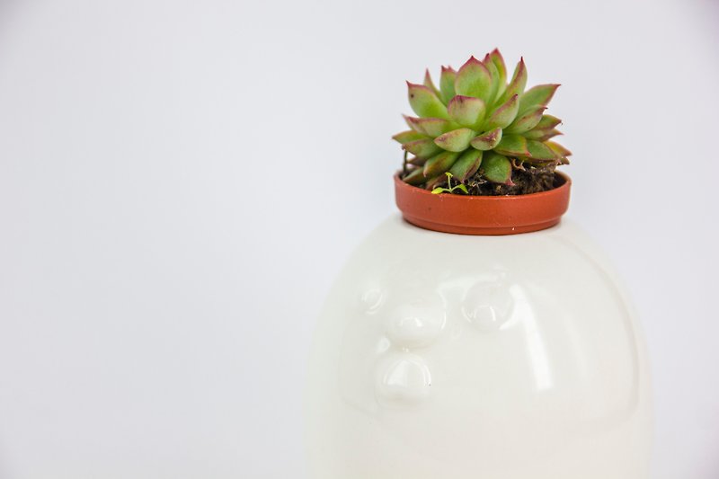 Succulents, urban healing series - Want chicken - Plants - Pottery Green