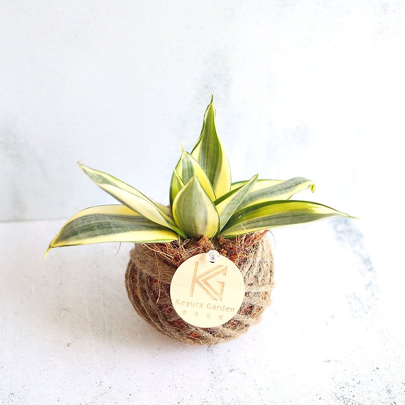 Foliage plant*PD40/Tigertail orchid/little moss ball/Christmas/Christmas tree/gift exchange/opening gift - ตกแต่งต้นไม้ - พืช/ดอกไม้ 