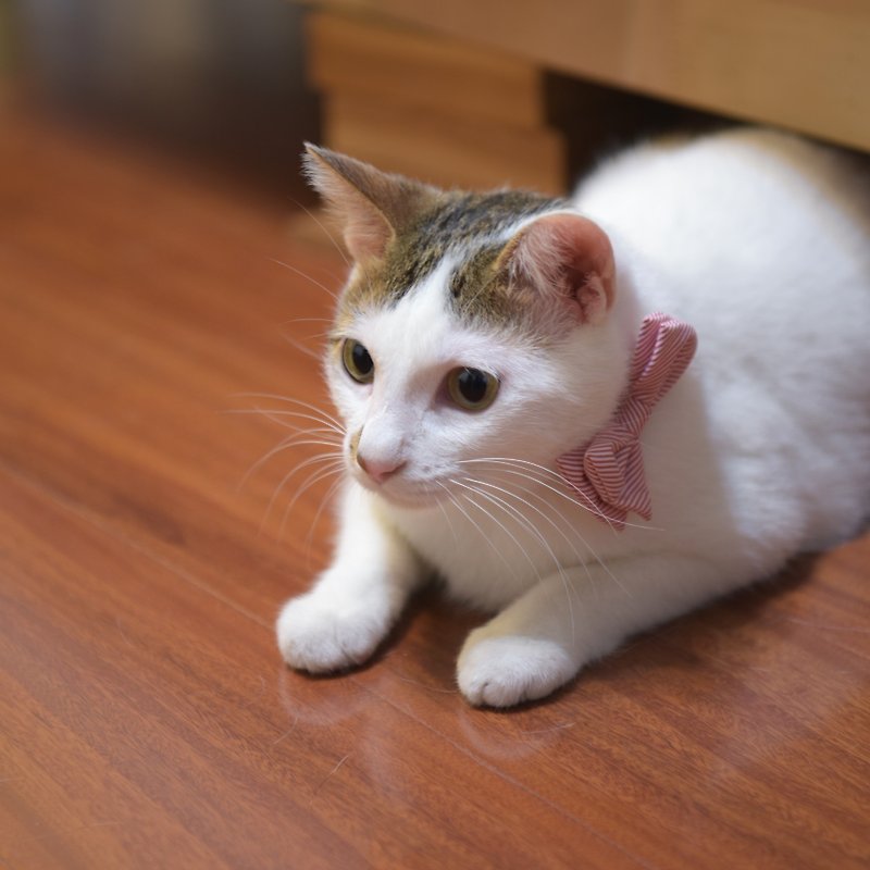 【ZAZAZOO】 貓咪項圈配件-清新紅（不含項圈） - 項圈/牽繩 - 聚酯纖維 粉紅色