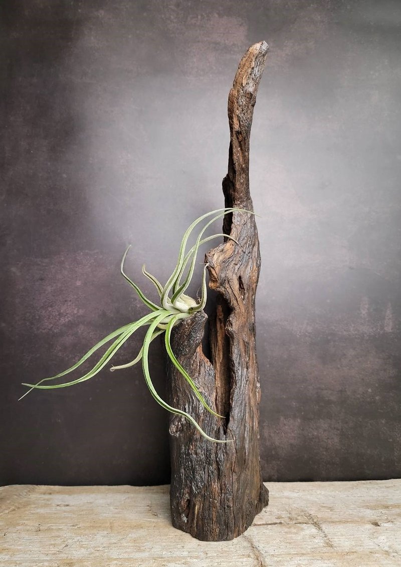 Driftwood | Plant Deco  |  MU23110701 - ตกแต่งต้นไม้ - ไม้ 
