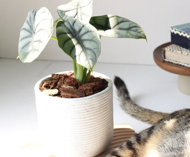 植栽 鉢植え l 大鉢シルバー蓮 立体シルバーグリーン リーフ