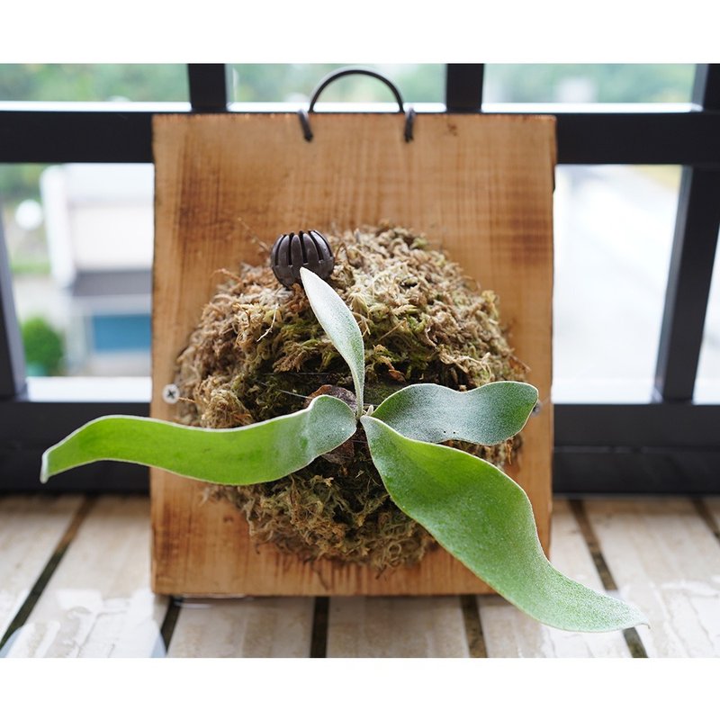 【竒植花物】銀葉鹿角蕨/觀葉植物/新居落成/鹿角蕨上板/生日禮物 - 植栽/盆栽 - 植物．花 