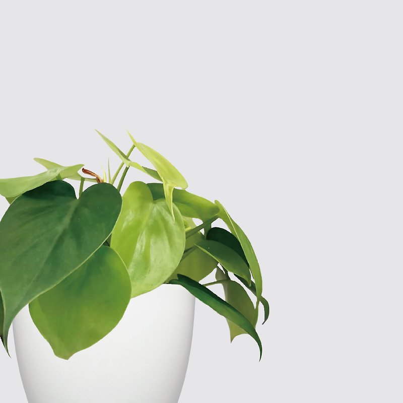 │ Rhino Series │ Heart Leaf Philodendron-Kitchen Bath Plant Hydroponic Potted Air Purification - Plants - Plants & Flowers 