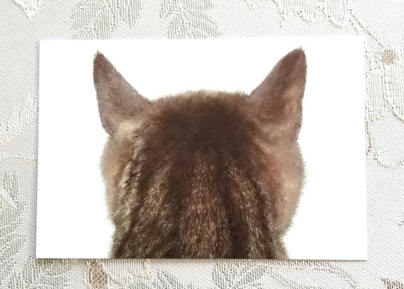猫の後頭部ポストカード　トルン　５枚セット - 卡片/明信片 - 紙 白色