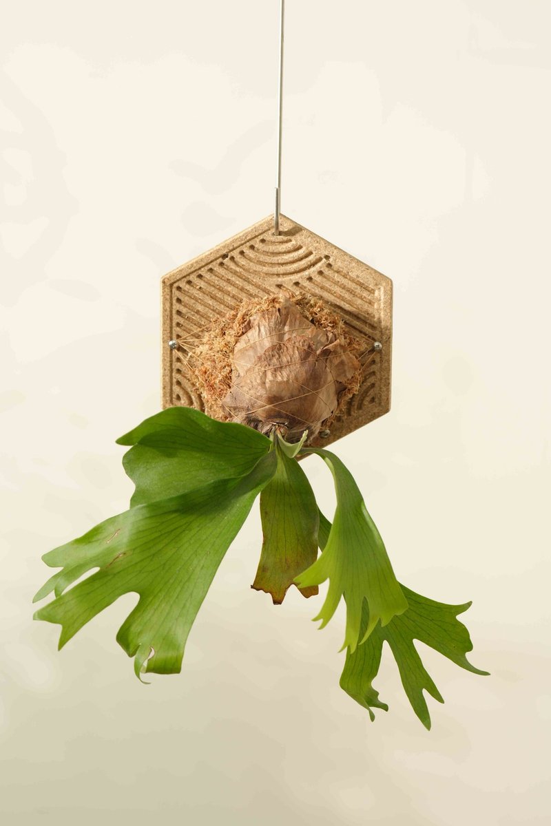 Original Hex Mounting Board - Plants - Bamboo 