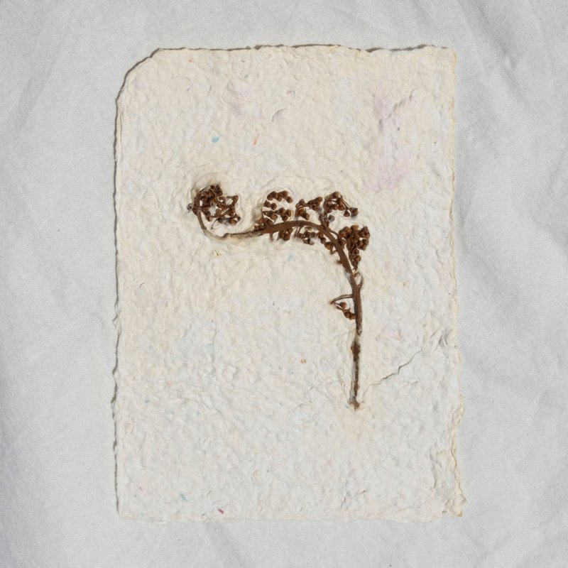 【Postcard】Herbarium handmade paper - การ์ด/โปสการ์ด - กระดาษ สีกากี