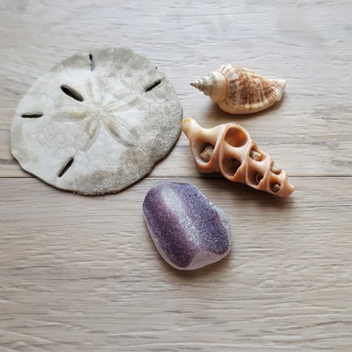 紫のマルチシーグラス。レアシーグラスP070 - ショップ Japan