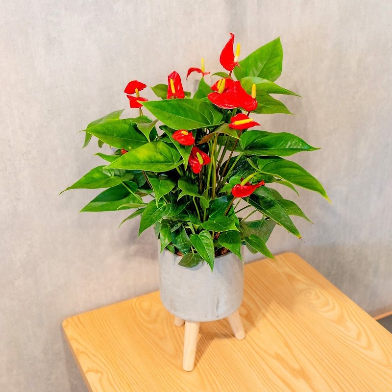 Anthurium flower Cement potted floor-standing potted small high wooden leg Cement potted opening gift housewarming gift - ตกแต่งต้นไม้ - พืช/ดอกไม้ 
