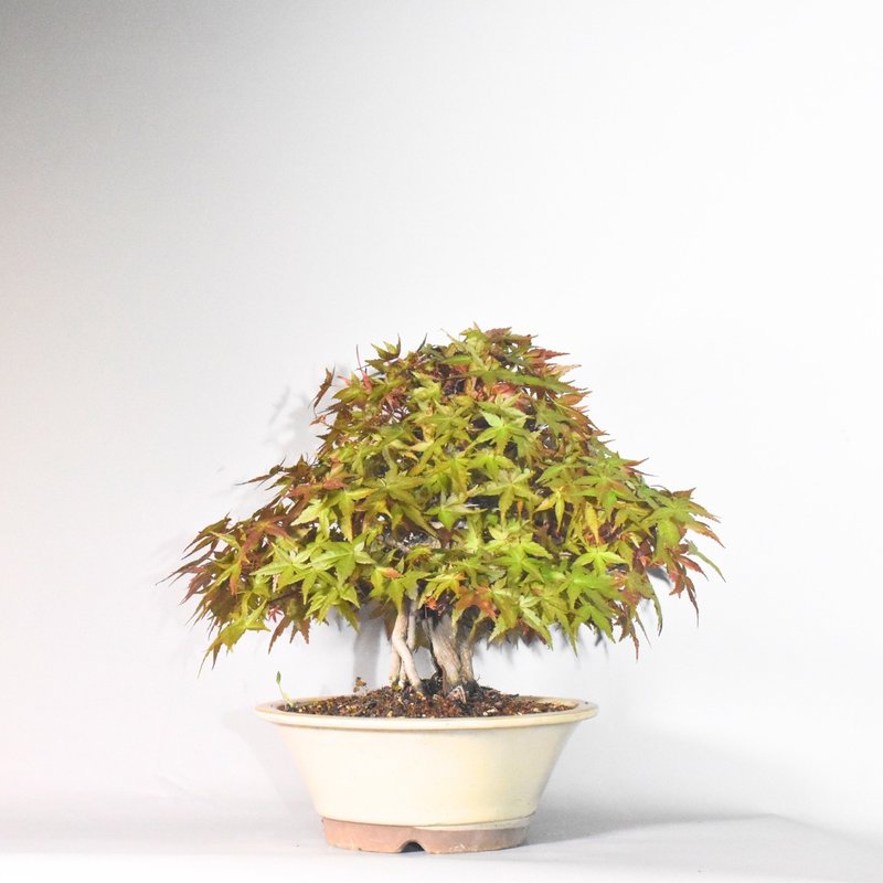 紅楓 (出猩猩) Maple Deshojo | 盆景星球 Bonsai Planet - 植栽/盆栽 - 植物．花 