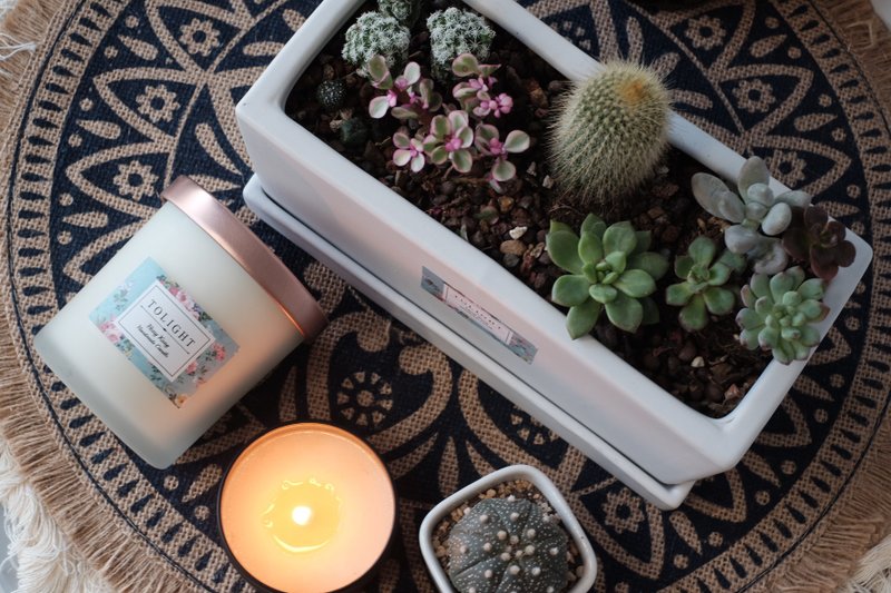 Cactus Flower scented candle | fragrance spray | diffuser - เทียน/เชิงเทียน - ขี้ผึ้ง 