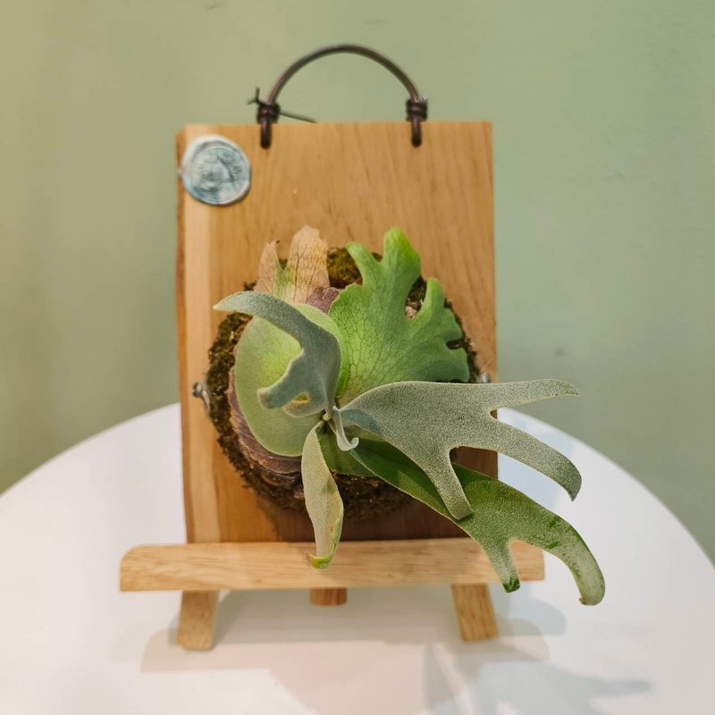 Javanese Moonlight Staghorn Fern P. Willinckii Moonlight Compact Indoor Plant - ตกแต่งต้นไม้ - พืช/ดอกไม้ สีเขียว